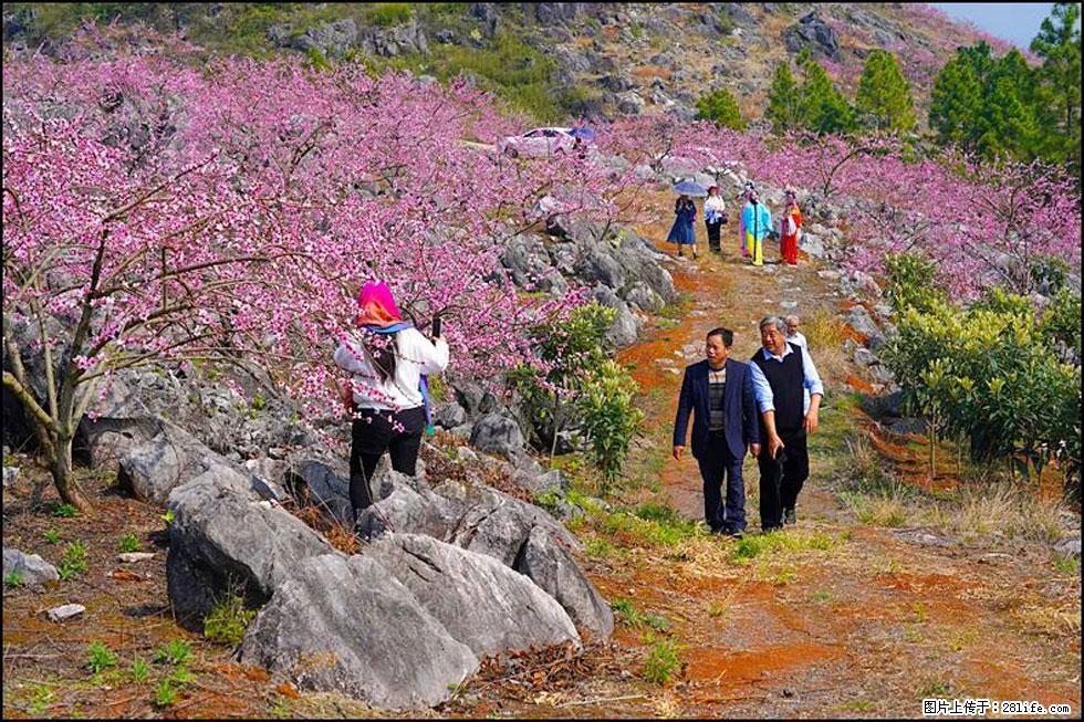 【春天,广西桂林灌阳县向您发出邀请!】望月岭上桃花开 - 游山玩水 - 洛阳生活社区 - 洛阳28生活网 luoyang.28life.com