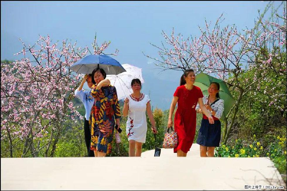 【春天,广西桂林灌阳县向您发出邀请!】望月岭上桃花开 - 游山玩水 - 洛阳生活社区 - 洛阳28生活网 luoyang.28life.com