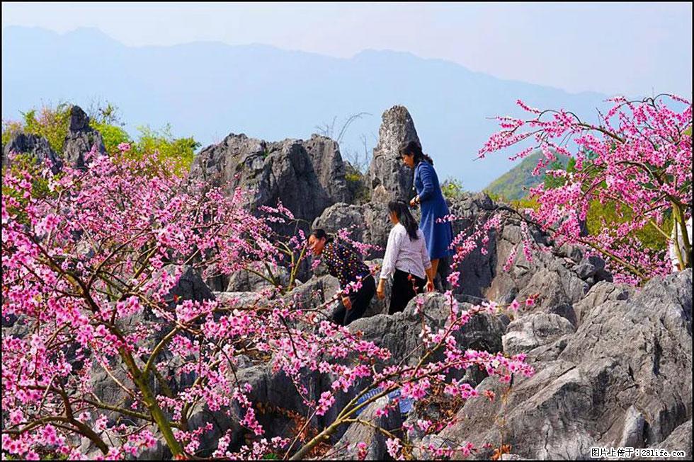 【春天,广西桂林灌阳县向您发出邀请!】望月岭上桃花开 - 游山玩水 - 洛阳生活社区 - 洛阳28生活网 luoyang.28life.com