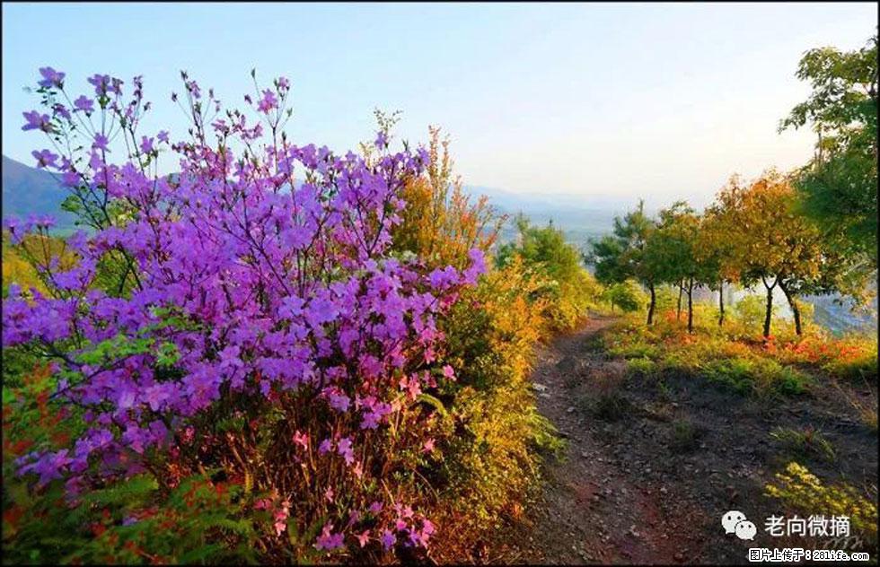 【春天,广西桂林灌阳县向您发出邀请!】登麒麟山,相约映山红 - 游山玩水 - 洛阳生活社区 - 洛阳28生活网 luoyang.28life.com
