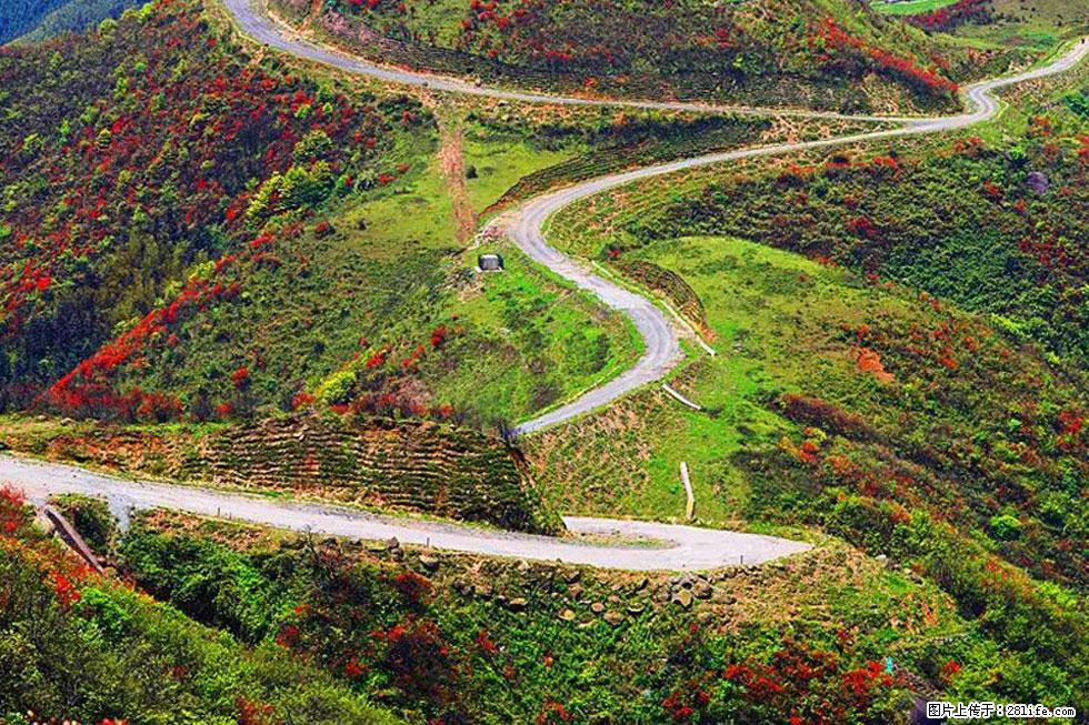 【春天,广西桂林灌阳县向您发出邀请!】春木界上映山红 - 游山玩水 - 洛阳生活社区 - 洛阳28生活网 luoyang.28life.com