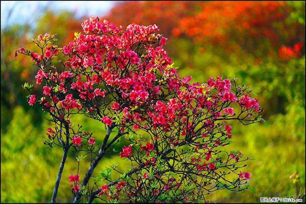 【春天,广西桂林灌阳县向您发出邀请!】春木界上映山红 - 游山玩水 - 洛阳生活社区 - 洛阳28生活网 luoyang.28life.com