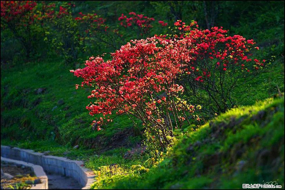 【春天,广西桂林灌阳县向您发出邀请!】春木界上映山红 - 游山玩水 - 洛阳生活社区 - 洛阳28生活网 luoyang.28life.com