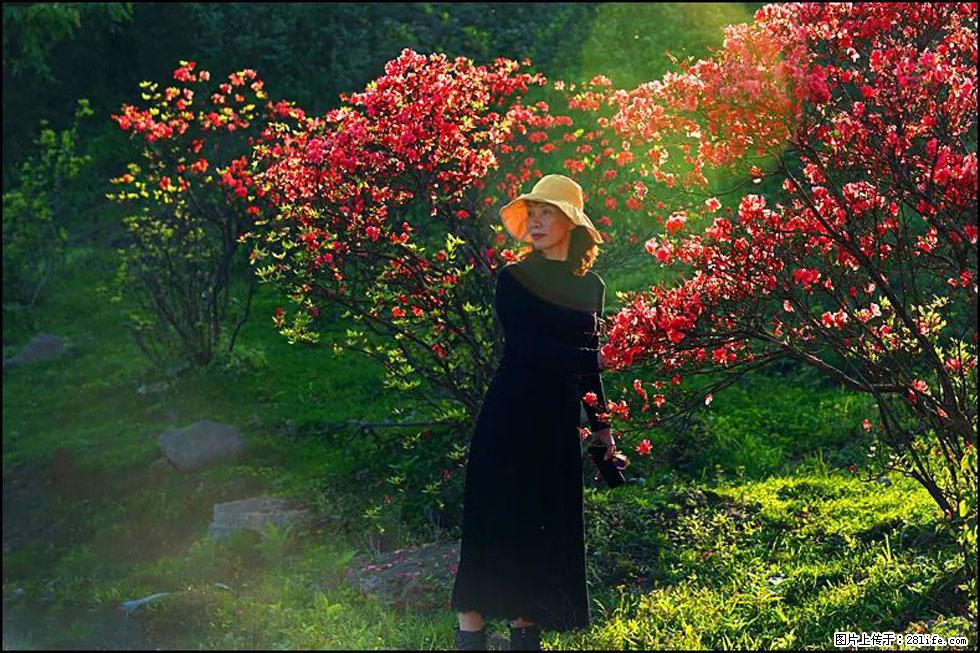 【春天,广西桂林灌阳县向您发出邀请!】春木界上映山红 - 游山玩水 - 洛阳生活社区 - 洛阳28生活网 luoyang.28life.com