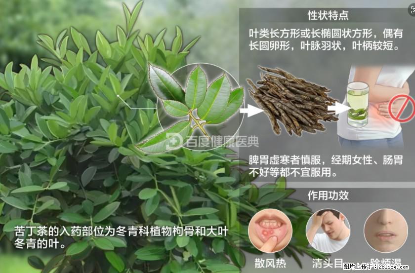 苦丁茶有哪些功效和作用 - 生活百科 - 洛阳生活社区 - 洛阳28生活网 luoyang.28life.com