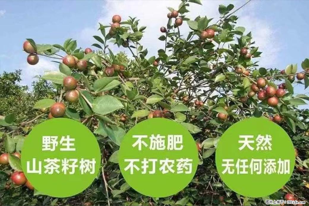 【灌阳县油茶产业示范区】一个有着充实的精神生活的人,对待身外之物自会有一种淡泊的态度 - 美食天地 - 洛阳生活社区 - 洛阳28生活网 luoyang.28life.com