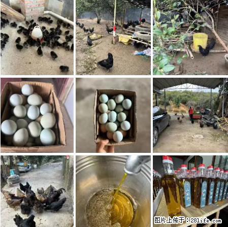 油茶园从小鸡仔开始养起的纯土鸡、土鸡蛋可以预定啦!还有前几天刚榨的纯山茶油哦 - 美食天地 - 洛阳生活社区 - 洛阳28生活网 luoyang.28life.com