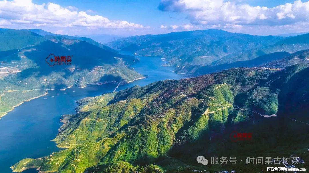 时间果百年古树龙珠普洱生茶 - 购物交流 - 洛阳生活社区 - 洛阳28生活网 luoyang.28life.com