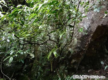 平乐石崖茶,珍贵仅次于金花茶 - 洛阳生活资讯 - 洛阳28生活网 luoyang.28life.com