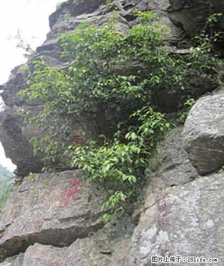 平乐石崖茶,珍贵仅次于金花茶 - 洛阳生活资讯 - 洛阳28生活网 luoyang.28life.com