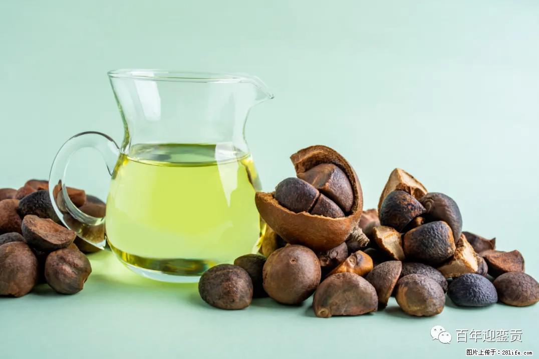世界没有真相，只有认知，最好的食用油是中国的山茶油！ - 洛阳生活资讯 - 洛阳28生活网 luoyang.28life.com