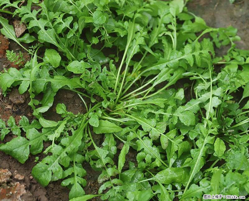 这些蔬菜是“天然钙片”，这6种被医生重点推荐 - 洛阳生活资讯 - 洛阳28生活网 luoyang.28life.com