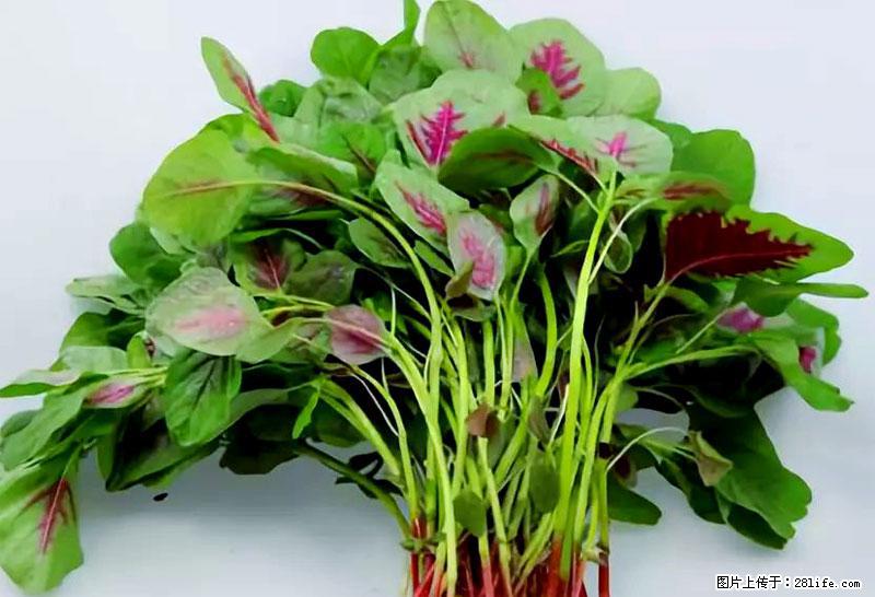 这些蔬菜是“天然钙片”，这6种被医生重点推荐 - 洛阳生活资讯 - 洛阳28生活网 luoyang.28life.com