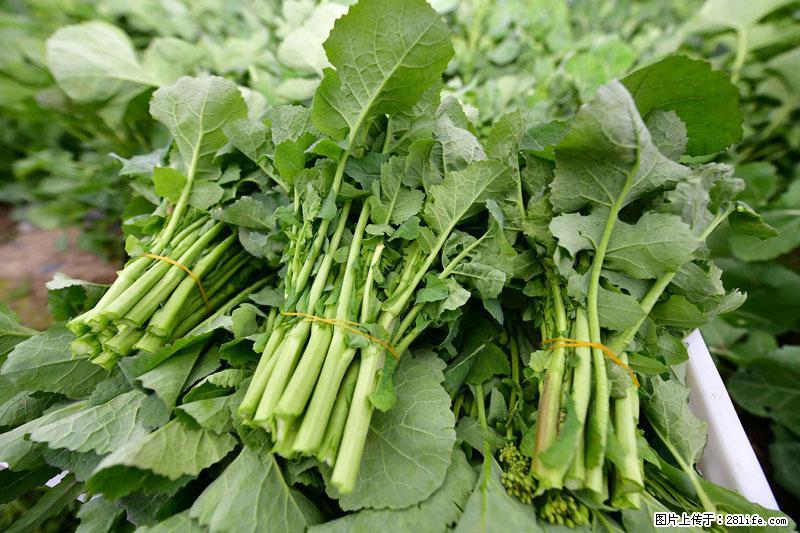 这些蔬菜是“天然钙片”，这6种被医生重点推荐 - 洛阳生活资讯 - 洛阳28生活网 luoyang.28life.com